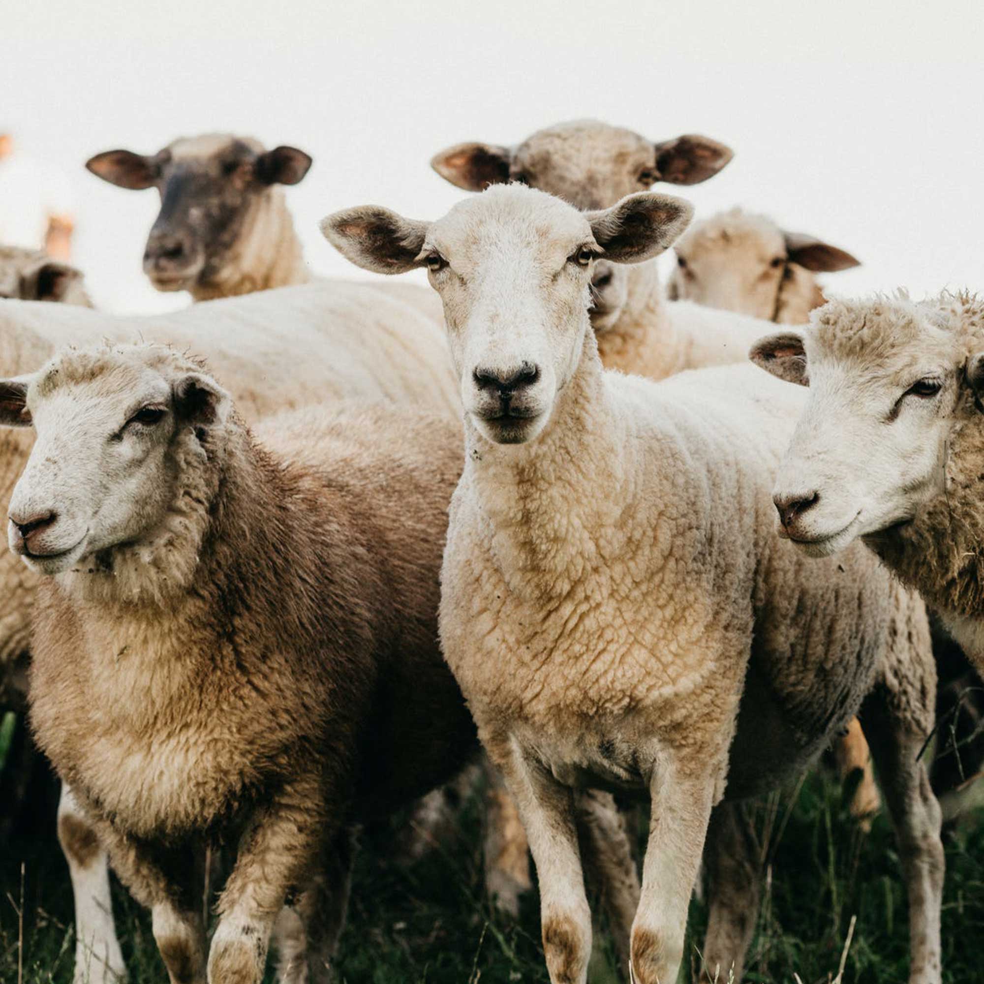 Koyun -- Birlik Hayvancılık
