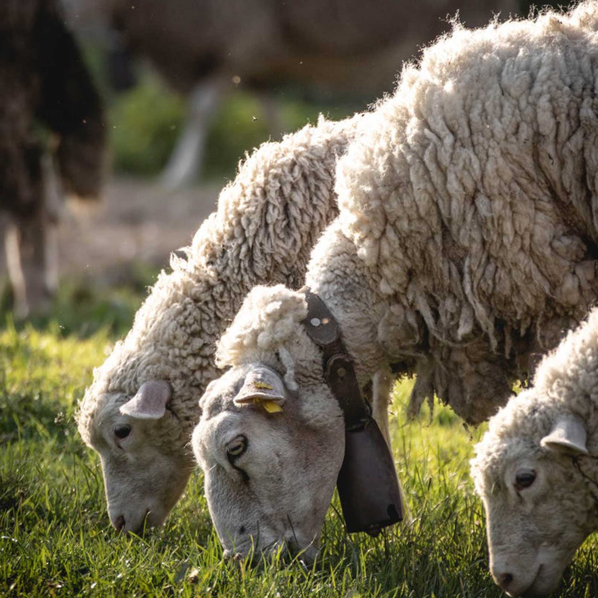 Koyun -- Birlik Hayvancılık